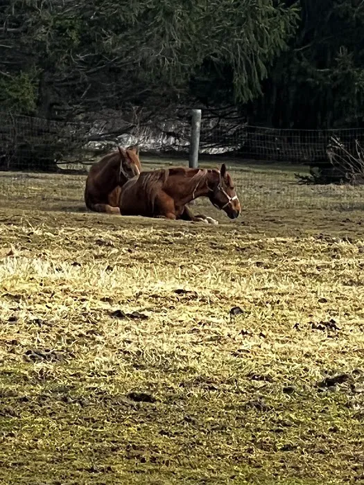 Leatherstocking Equine Center Picture 6