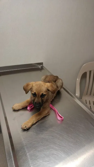 VCA Hamilton Animal Hospital Picture 1