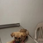 VCA Hamilton Animal Hospital