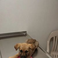 VCA Hamilton Animal Hospital ico