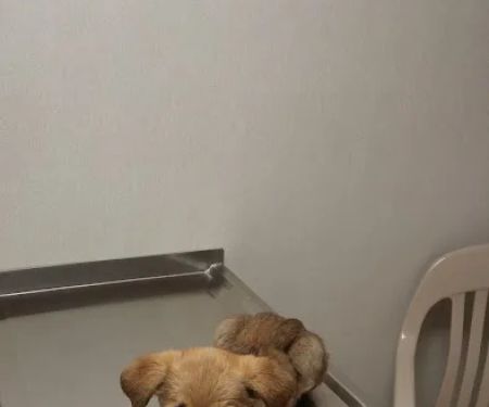 VCA Hamilton Animal Hospital