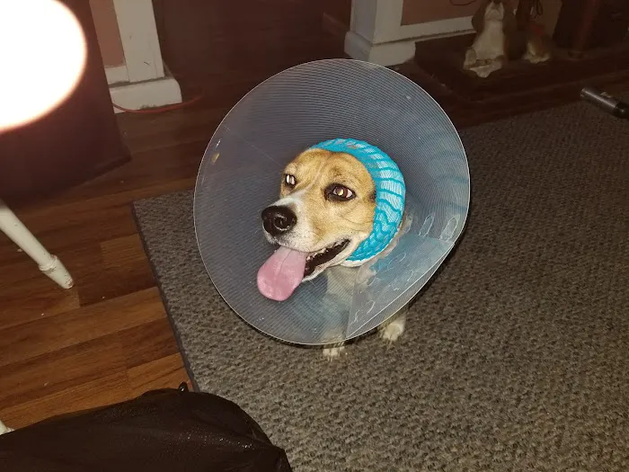 VCA Hamilton Animal Hospital Picture 2