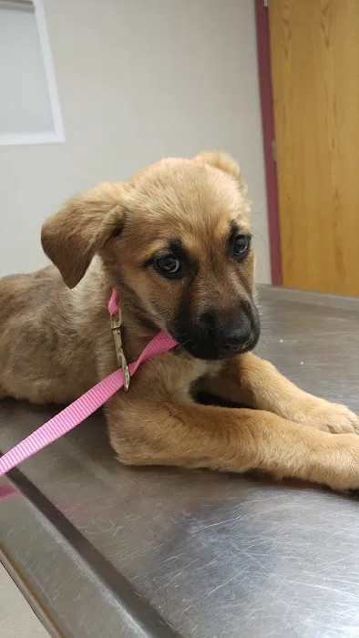 VCA Hamilton Animal Hospital Picture 4