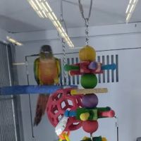 Petco ico