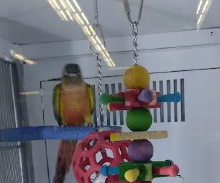 Petco
