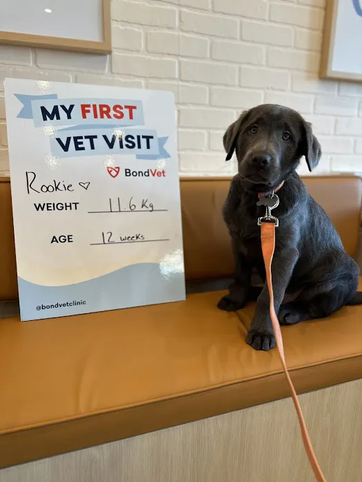 Bond Vet - Rye Brook Picture 5