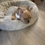 Bond Vet - Rye Brook