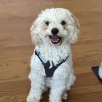 HUB Veterinary Group ico