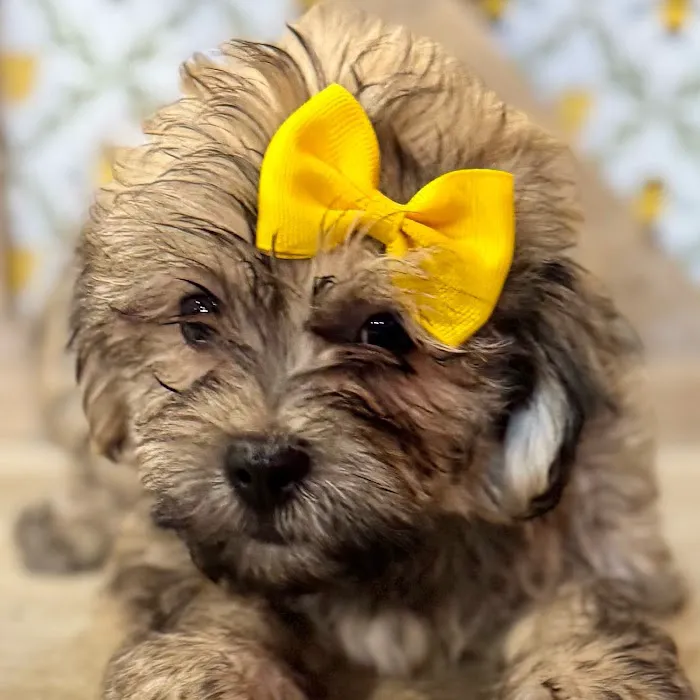 Petland North Kansas City Picture 1