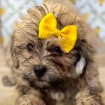 Petland North Kansas City