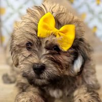 Petland North Kansas City ico