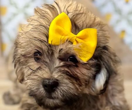 Petland North Kansas City