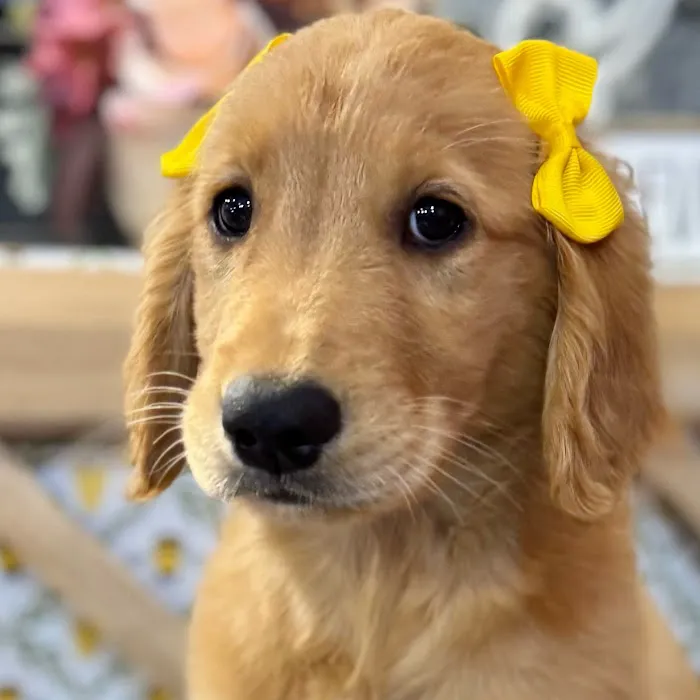 Petland North Kansas City Picture 7