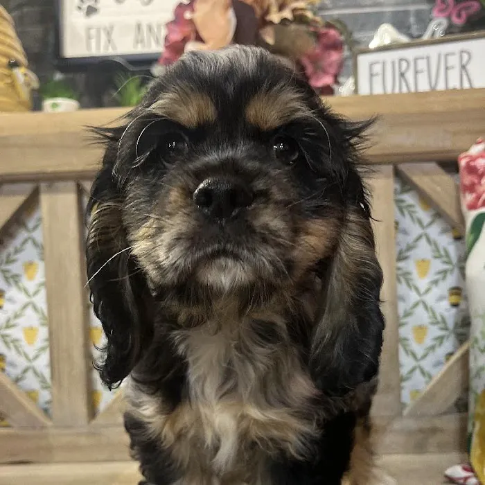 Petland North Kansas City Picture 3