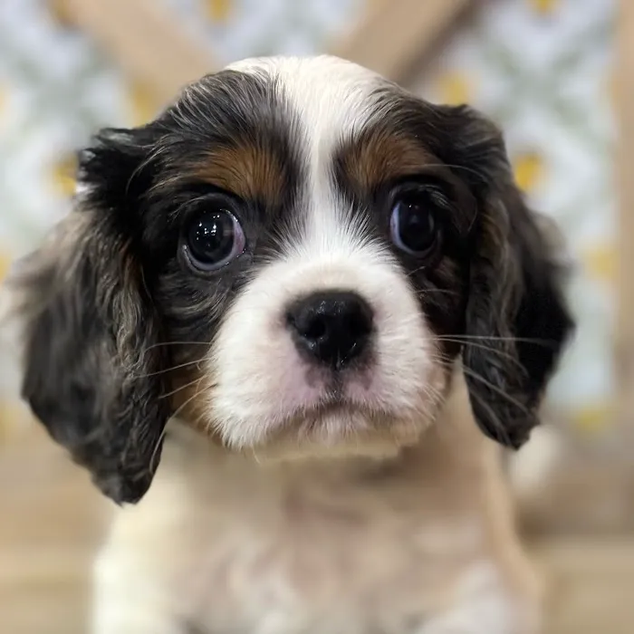 Petland North Kansas City Picture 6