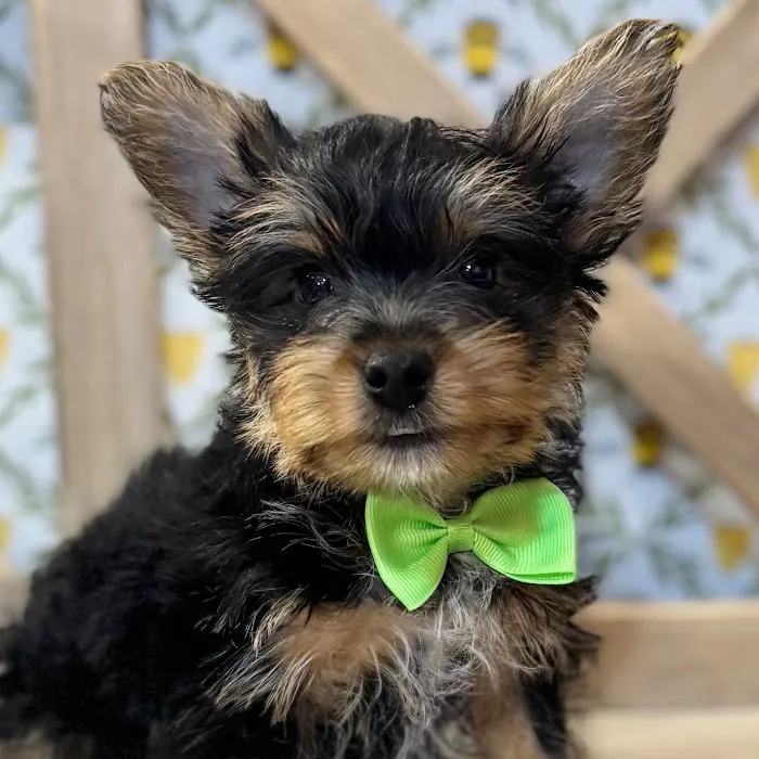 Petland North Kansas City Picture 10