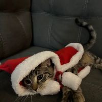 Petco ico