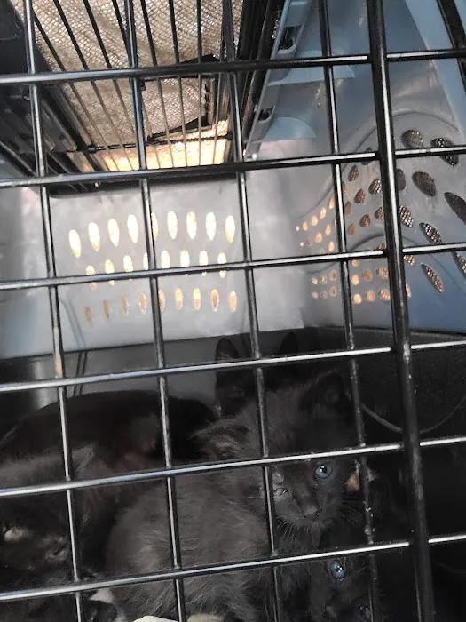 North Regent Animal Clinic Picture 10