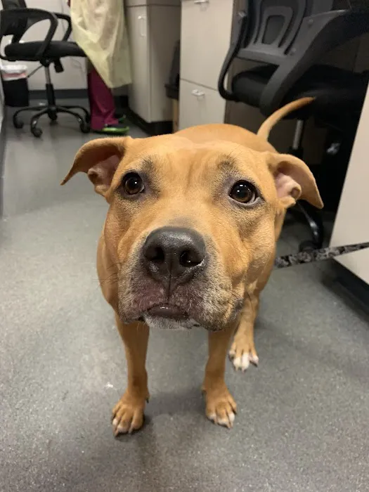 North Regent Animal Clinic Picture 8