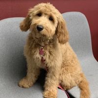North Regent Animal Clinic ico