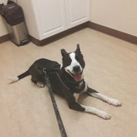 Valley Veterinary Services ico