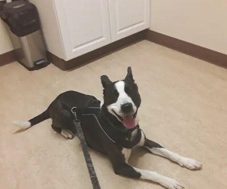 Valley Veterinary Services