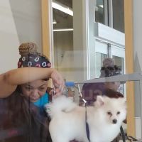 Petco ico