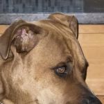 Hilltowns Veterinary Clinic