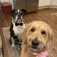 Nature's Select Pet Foods ico