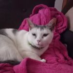 Waterbury Veterinary Hospital