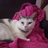 Waterbury Veterinary Hospital ico