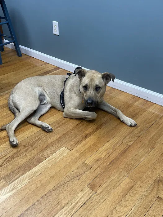 Burlington Veterinary Center Picture 7