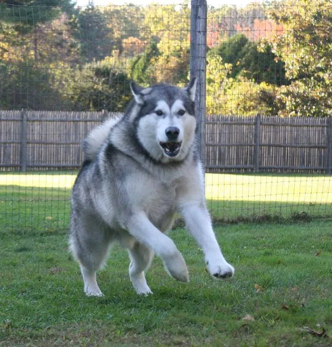 Burlington Veterinary Center Picture 1