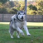 Burlington Veterinary Center