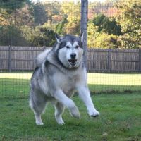 Burlington Veterinary Center ico