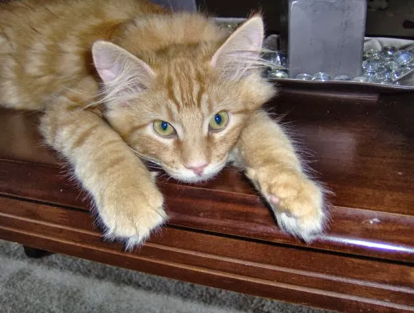 Burlington Veterinary Center Picture 5