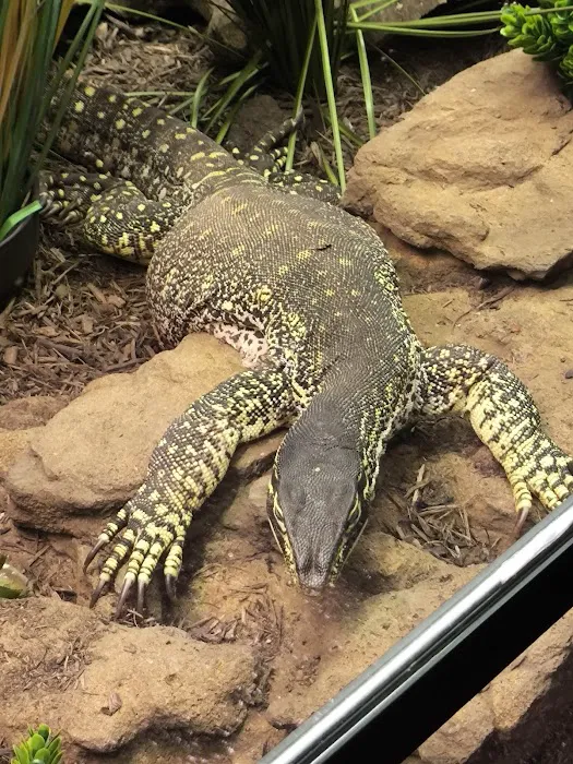 Exotic Pets Kansas City Picture 2
