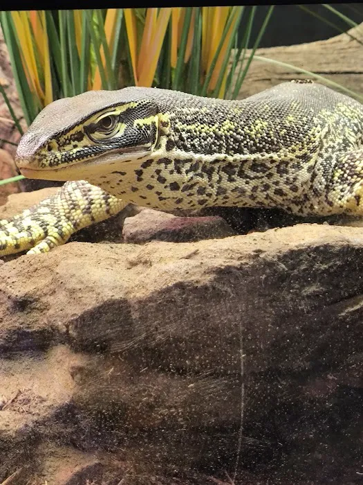 Exotic Pets Kansas City Picture 1