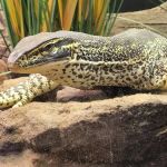 Exotic Pets Kansas City