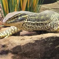 Exotic Pets Kansas City ico