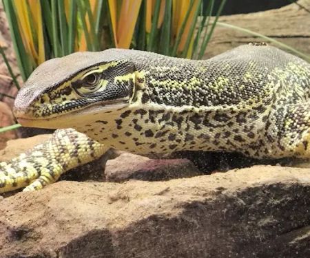 Exotic Pets Kansas City