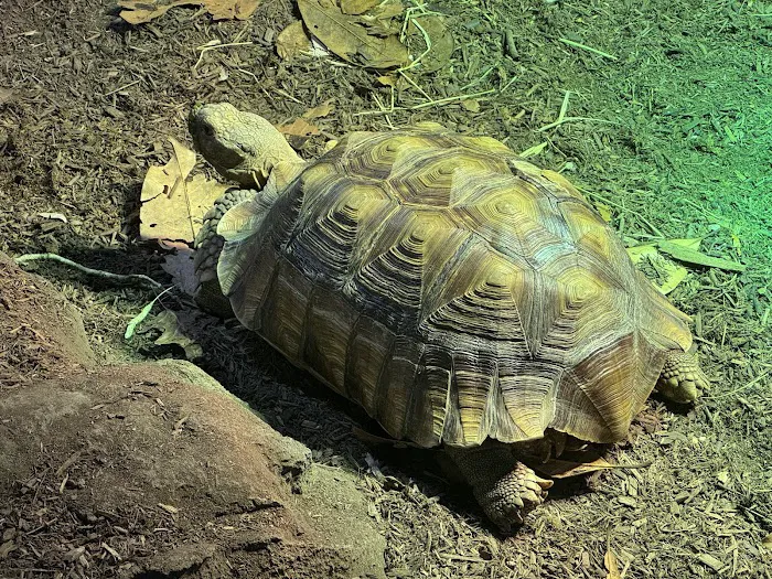 Exotic Pets Kansas City Picture 10