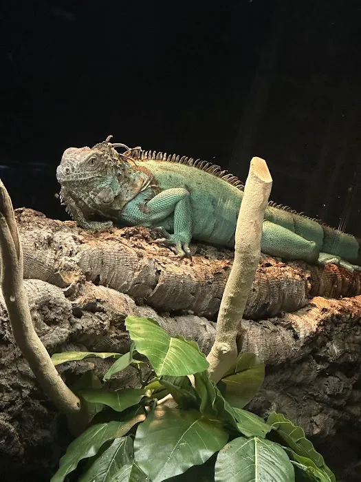 Exotic Pets Kansas City Picture 8