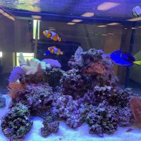 KC Aquatic Solutions ico