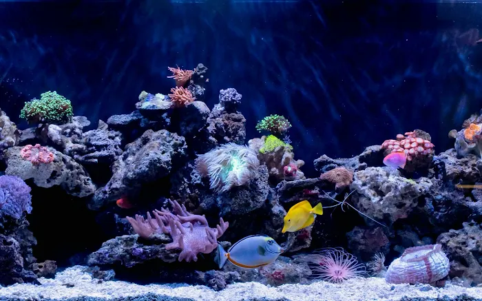 KC Aquatic Solutions Picture 7