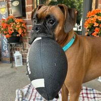 Chippens Hill Veterinary Hospital ico