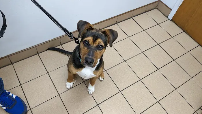 Chippens Hill Veterinary Hospital Picture 7