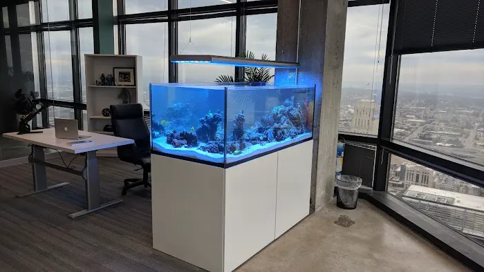 Picasso Exotic Aquatics Picture 3