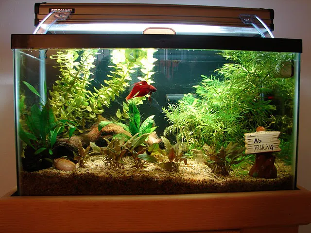 Picasso Exotic Aquatics Picture 4