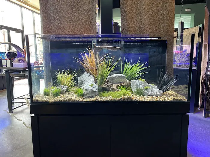 Picasso Exotic Aquatics Picture 6